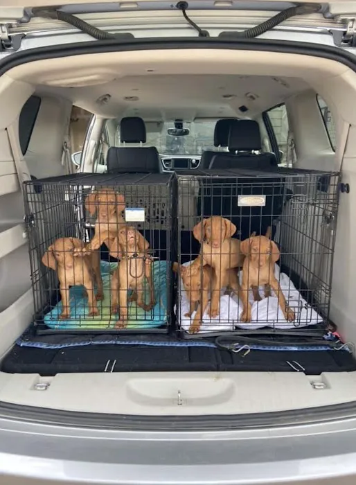 Jackpot Vizslas puppies Picture 5