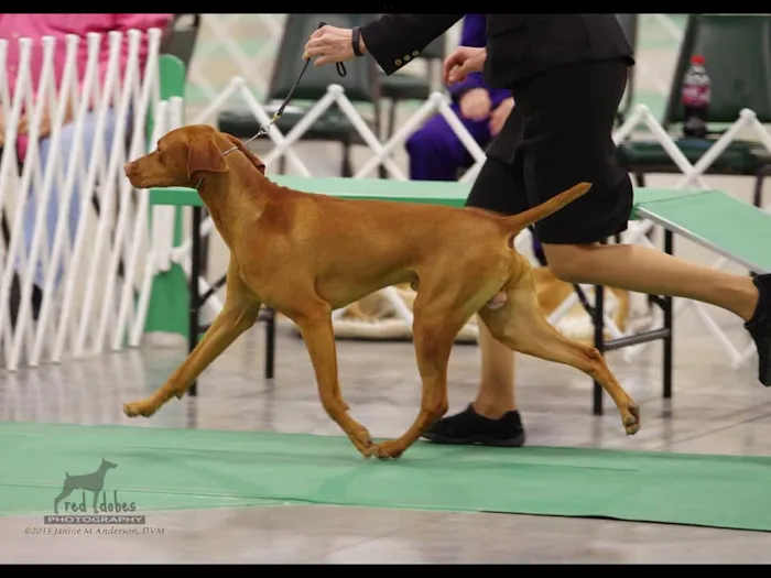 Jackpot Vizslas puppies Picture 9