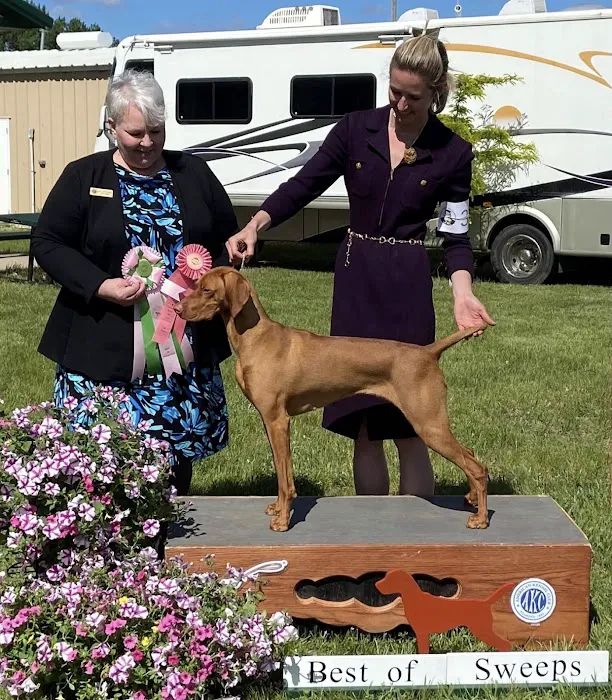 Jackpot Vizslas puppies Picture 8