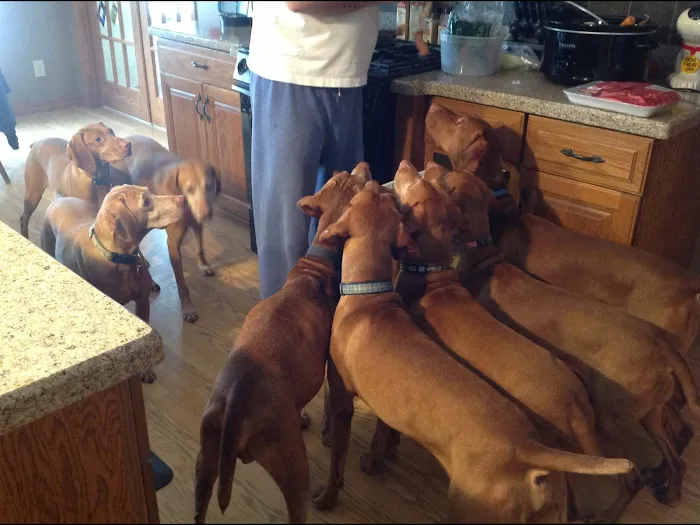 Jackpot Vizslas puppies Picture 10
