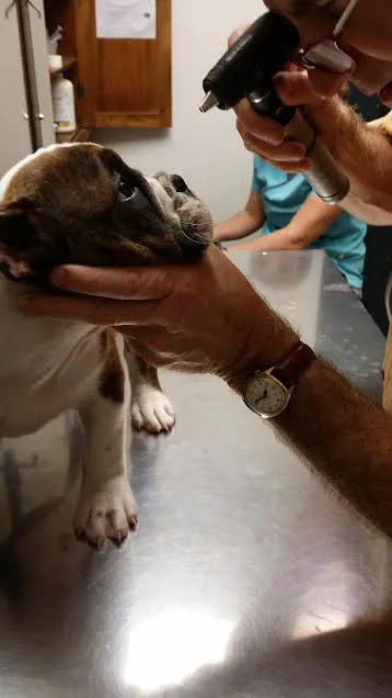 Animal Doctor of Weston Picture 6