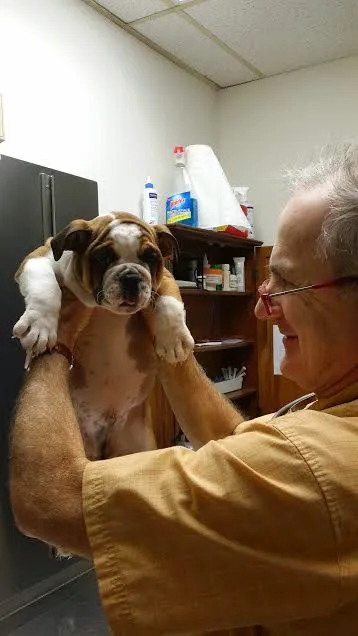 Animal Doctor of Weston Picture 2