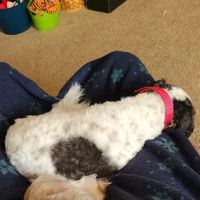 Chuck & Don's Pet Food & Supplies ico