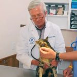 Schulhof Animal Hospital, LLC