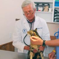 Schulhof Animal Hospital, LLC ico