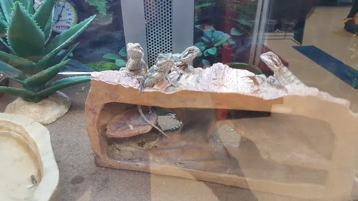 Petco Picture 2