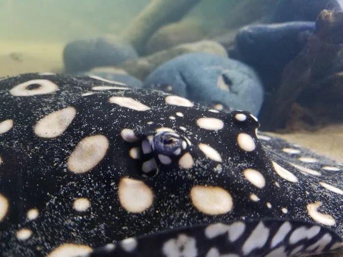 Premier Aquarium Service Picture 8