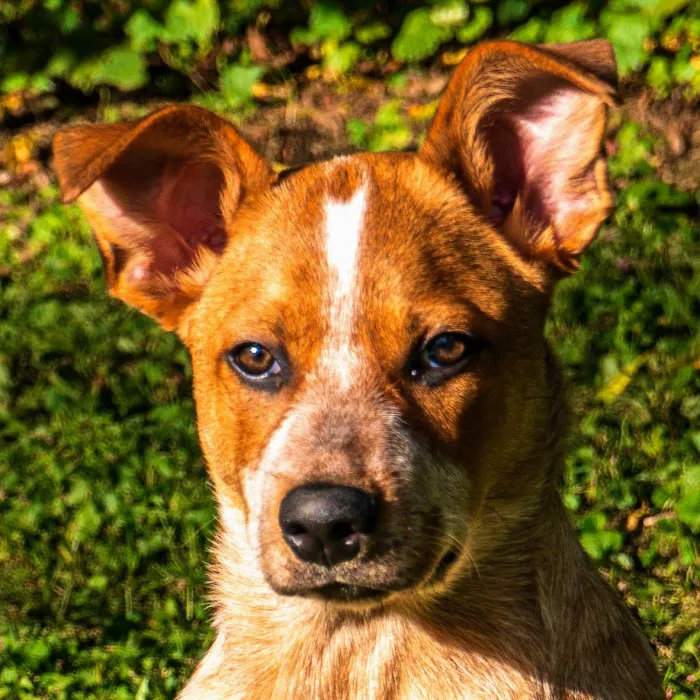 Banfield Pet Hospital Picture 1