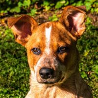 Banfield Pet Hospital ico