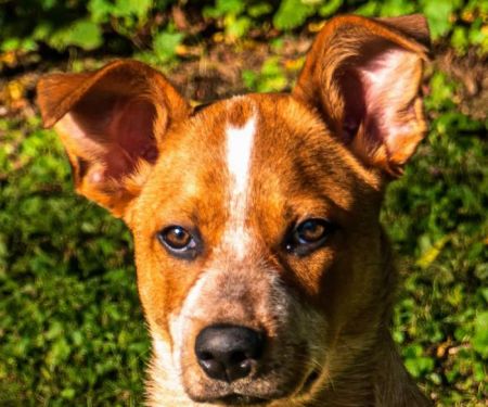 Banfield Pet Hospital