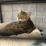 Chuck & Don's Pet Food & Supplies