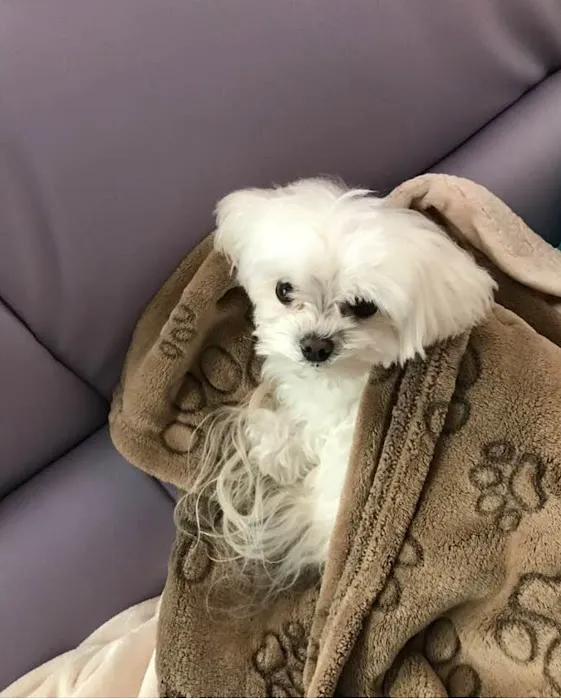 Mohegan Lake Veterinary Hospital Picture 4