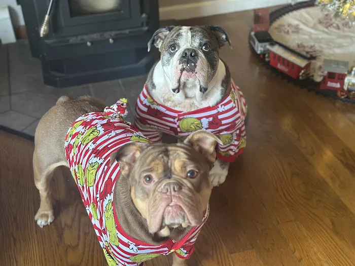 Mohegan Lake Veterinary Hospital Picture 2