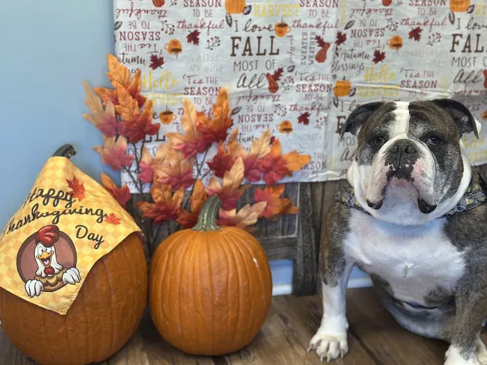 Mohegan Lake Veterinary Hospital Picture 5