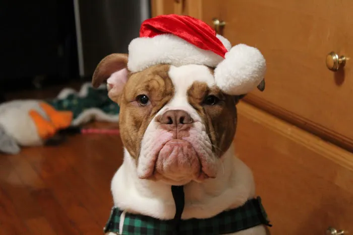 Mohegan Lake Veterinary Hospital Picture 7