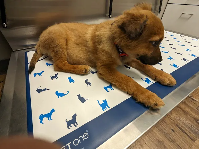 Mohegan Lake Veterinary Hospital Picture 1