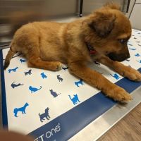 Mohegan Lake Veterinary Hospital ico