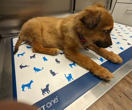 Mohegan Lake Veterinary Hospital