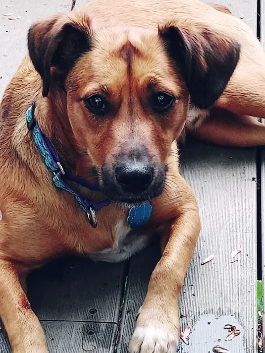 Mohegan Lake Veterinary Hospital Picture 6