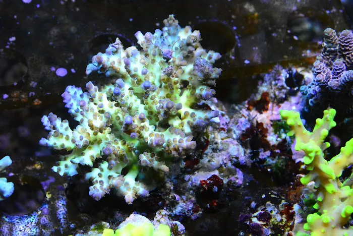 New Wave Aquaria Picture 3