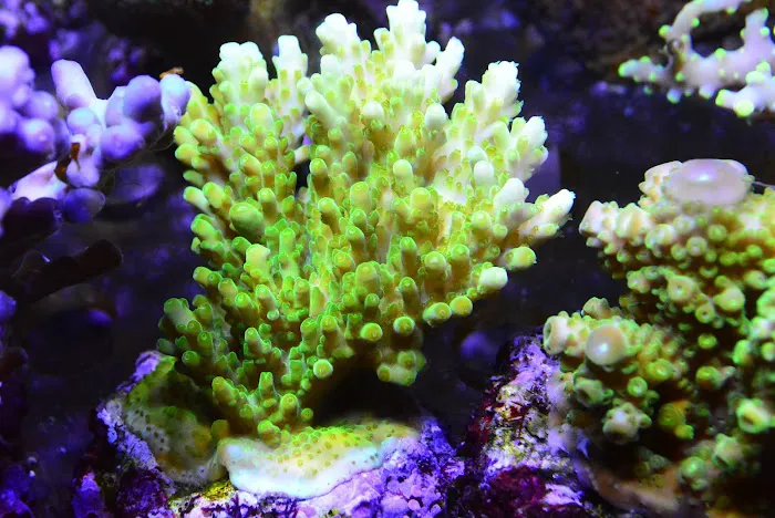 New Wave Aquaria Picture 8