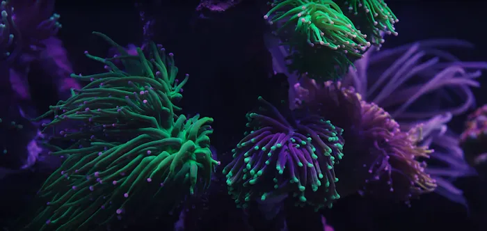 New Wave Aquaria Picture 10