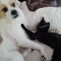 Visiting Veterinary ico