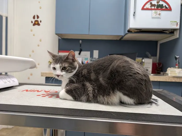 Heights Hospital For Animals Picture 4