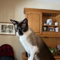 Heights Hospital For Animals ico