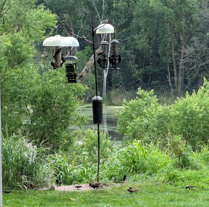 All Seasons Wild Bird Store Picture 4