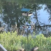 All Seasons Wild Bird Store ico