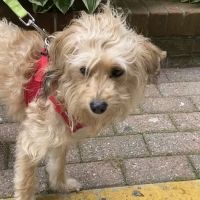 Yorktown Animal Hospital ico