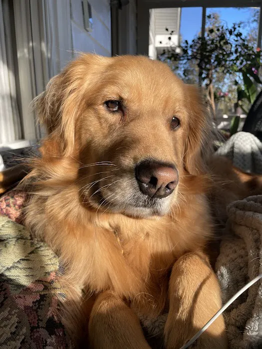 Yorktown Veterinary Associates Picture 8