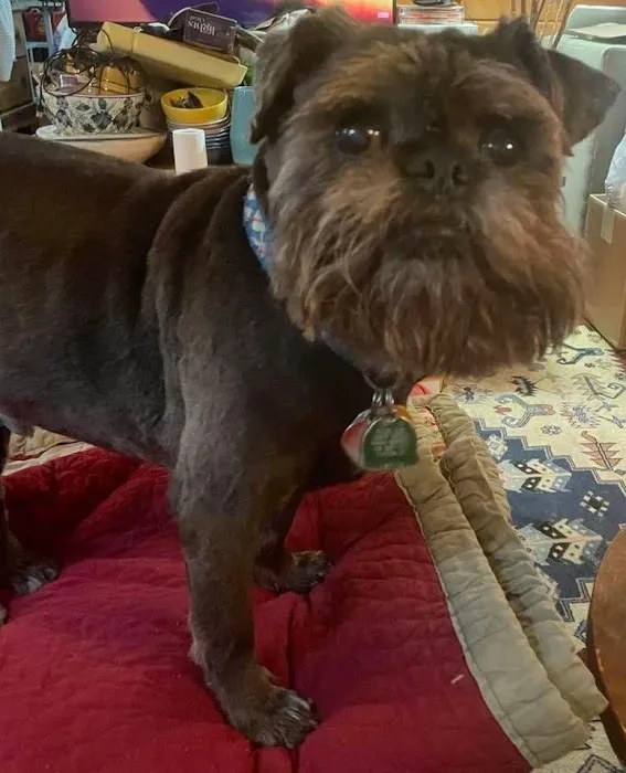 Yorktown Veterinary Associates Picture 2