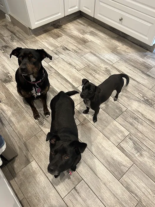 Yorktown Veterinary Associates Picture 3