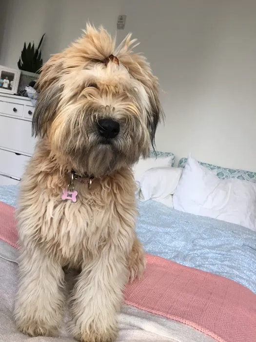 Yorktown Veterinary Associates Picture 5