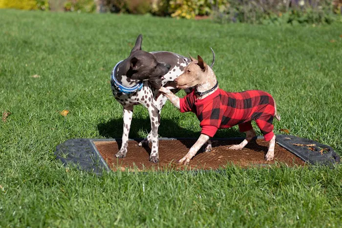 Yorktown Veterinary Associates Picture 6