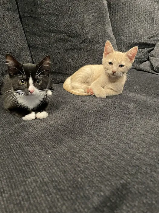 Yorktown Veterinary Associates Picture 9