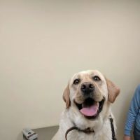 Baldwin Place Animal Hospital ico