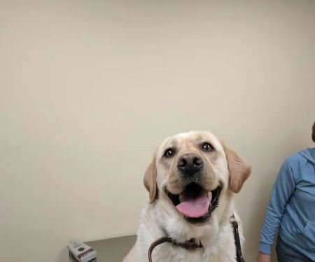 Baldwin Place Animal Hospital