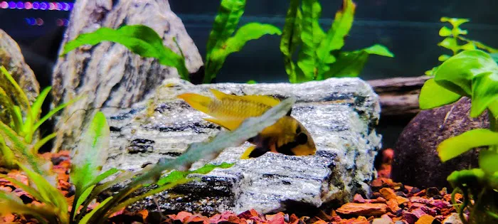 Pure Fish Works Picture 7