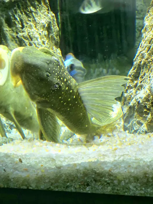 Pure Fish Works Picture 8