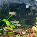 Pure Fish Works