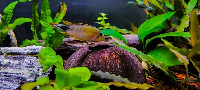 Pure Fish Works Picture 2