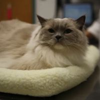 South Putnam Animal Hospital ico