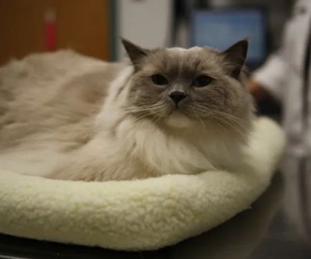 South Putnam Animal Hospital
