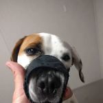 West Point Vet Clinic