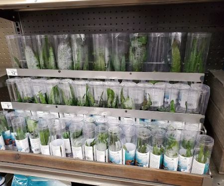 Petco