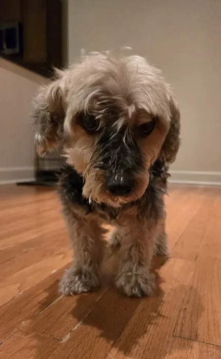 Bloomingdale Animal Hospital Picture 6