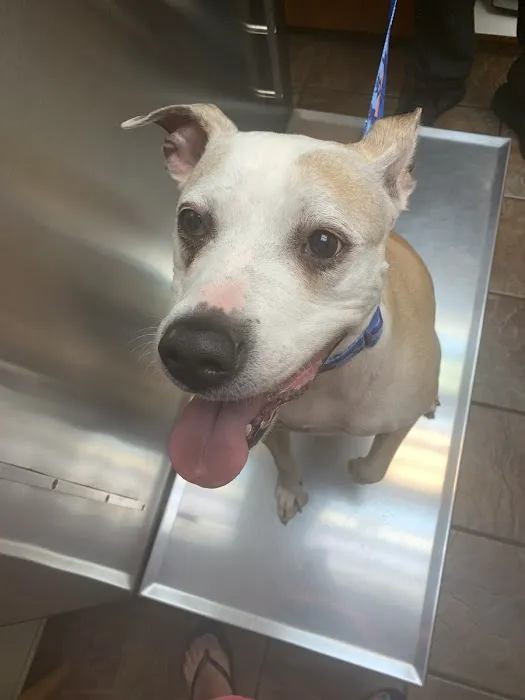 Bloomingdale Animal Hospital Picture 1